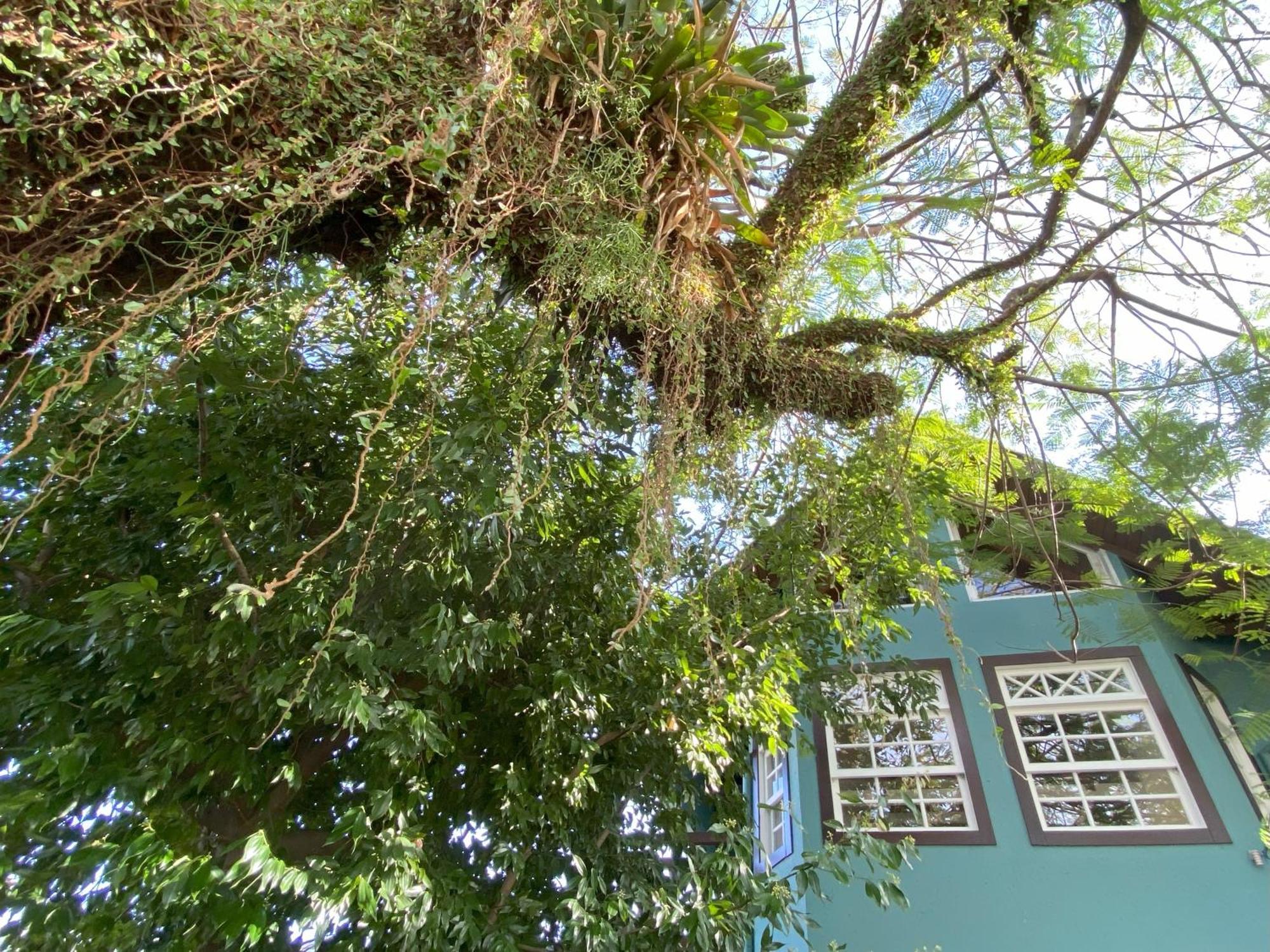 Solar Das Petalas Guest House Florianópolis Exteriér fotografie